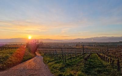 Sonnenaufgang Tuniberg3 2500x1875